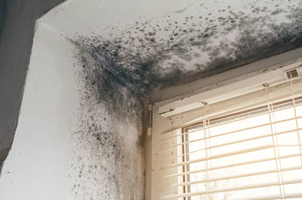 Affordable Mold Inspection And Testing solutions in Carr, CO